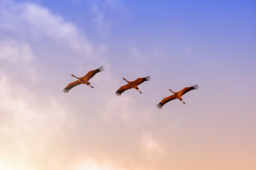 flock of cranes in flight on the background the blue sky with white clouds