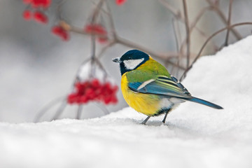 titmouse with colorful  plumage in winter on the snow, closeup