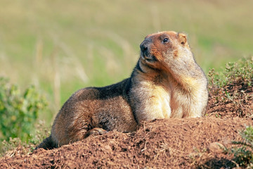 funny groundhog with fluffy fur sits in a meadow on a sunny warm day, groundhog day