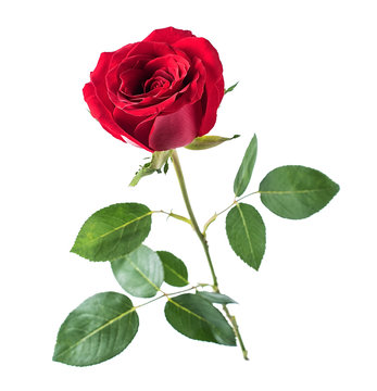 A red rose / Valentine's Day still life poster background material