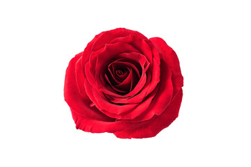 A red rose / Valentine's Day still life poster background material