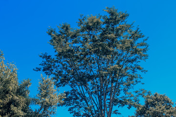 Obraz premium NATURE