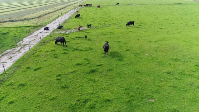 Aerial birds eye view of Aberdeen Angus cattle family walking and playing on field they are Scottish breed of small beef cows they are naturally polled and solid black or red 4k high resolution