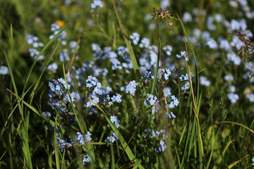 Blue forget-me-nots in the wild grass