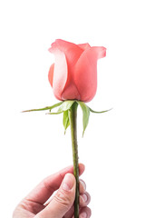 A pink rose / Valentine's Day still life poster background material