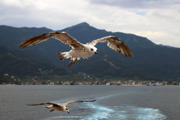 Fototapeta premium Two seagulls with spread wings in flight
