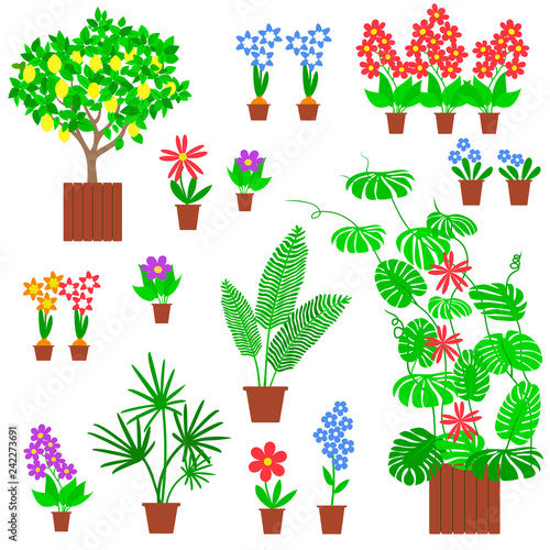 Garden Greenhouse With Tropical Plants In Pots Set Of Houseplants