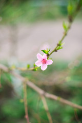 Blossoming branch with blurred background. Spring concept