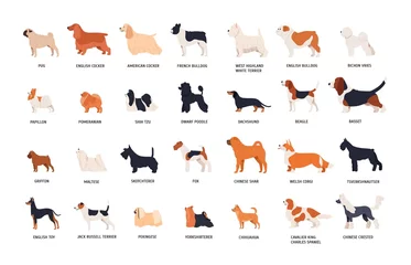Fotobehang Collection of adorable dogs of various breeds isolated on white background. Bundle of cute funny purebred pets or domestic animals. Side view. Colorful vector illustration in flat cartoon style. © Good Studio