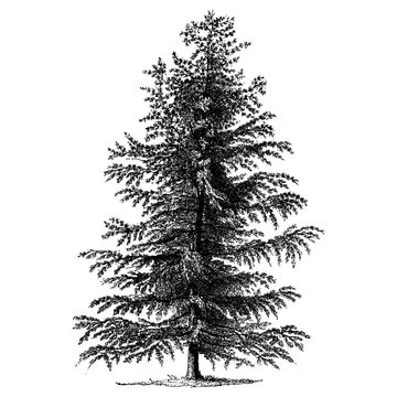 Larch Tree Vintage Illustrations