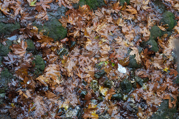 Autumn Background and Texture