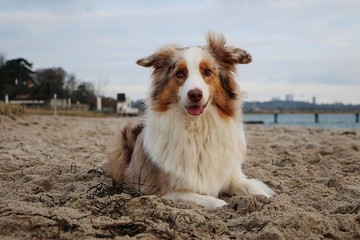 beautiful australian shepherd is lying in the sand at the beach