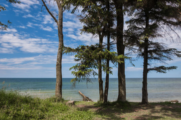 SEA COAST - Pines on a cliff on a sunny calm day