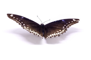 Butterfly select background