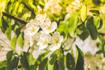 spring flowering trees