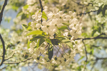 spring flowering trees