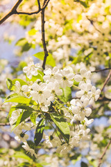 spring flowering trees
