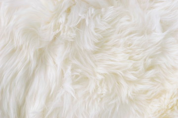White sheep fur wool texture background close up
