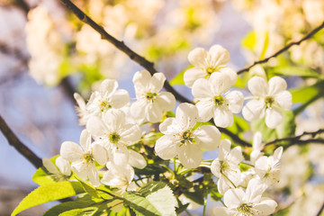 spring flowering trees