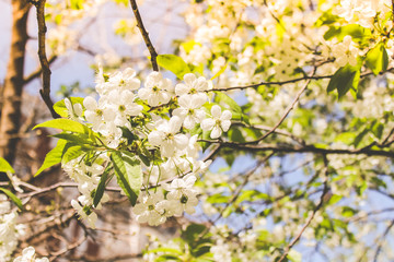 Obraz premium spring flowering trees