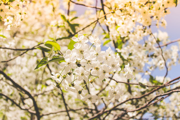 Obraz premium spring flowering trees