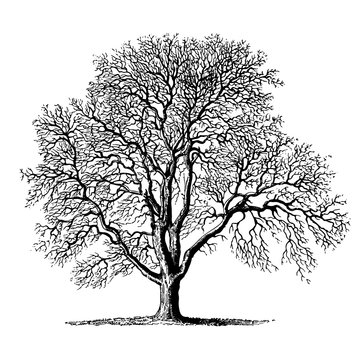 Walnut Tree Engraving Vintage Vector Illustration