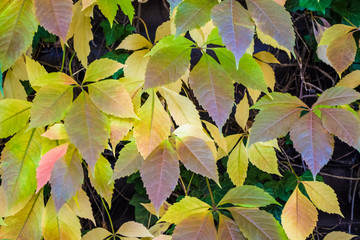 Texture and background. The turned yellow leaves of the curling and wild grapes. Autumn season. Walk in Zindelfingen, Germany.