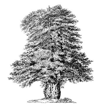 Yew Tree Illustrations
