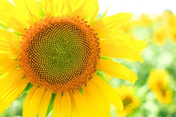sunflower
