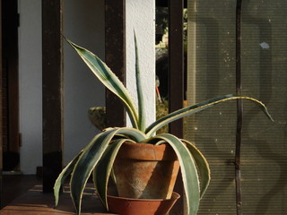 agave 
