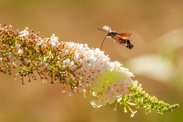 hummingbird hawk-moth Macroglossum stellatarum butterfly feeding on white flowers