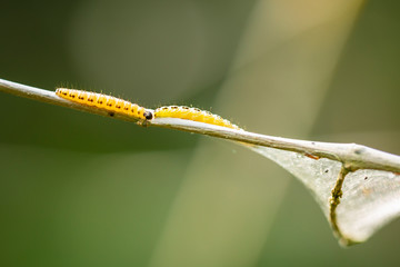 Closeup of a pest larvae caterpillars of the Yponomeutidae family or ermine moths, formed communal webs around a tree.