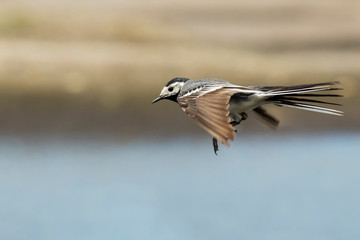 Closeup of a White Wagtail bird in flight