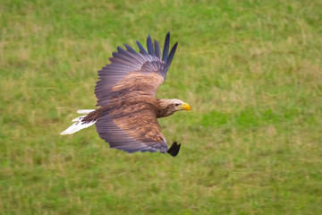 White-tailed eagle, Haliaeetus albicilla, bird of prey hunting