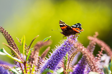 Red Admiral butterfly, Vanessa atalanta, on blue flowers