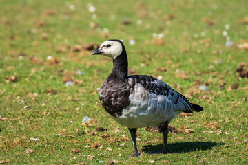 Closeup of a barnacle goose Branta leucopsis in a meadow