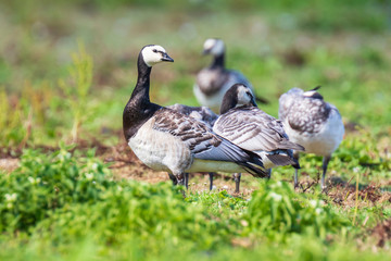 Closeup of a barnacle goose Branta leucopsis in a meadow