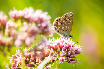 Female Common Blue butterfly Polyommatus icarus pollinating closeup