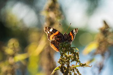 Red Admiral butterfly, Vanessa atalanta, resting