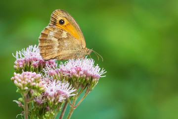 Closeup of a gatekeeper butterfly, Pyronia tithonus