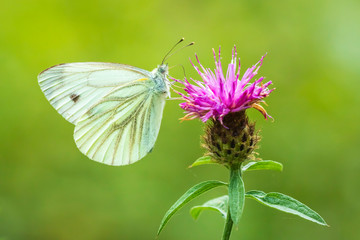 Pieris brassicae, the large white or cabbage butterfly pollinating