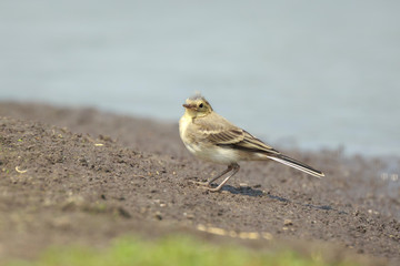 Juvenile White Wagtail Motacilla alba