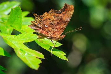 Obraz premium Comma butterfly Polygonia c-album resting in a forest