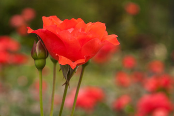 Obraz premium Grandiflora Rose - Scarlet Queen Elizabeth 