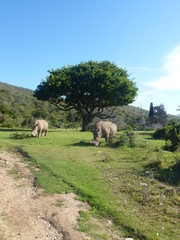 Two Rhinos at a tree in Africa