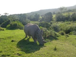 Rhino in Africa 