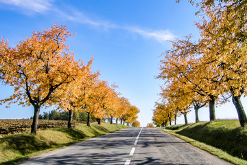 Naklejka premium Nice country road with trees in autumn's pastel colours with blue sky and some clouds
