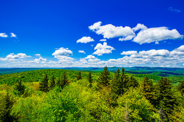 Fototapeta premium Forest View with Blue Sky