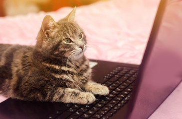 Beautiful gray tabby cat is lying with a laptop. Funny pet. Pink background. Selective soft focus.