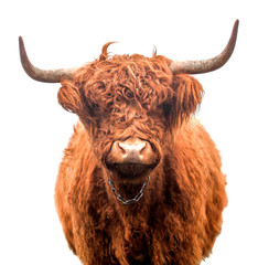 Scottish highland cattle isolated